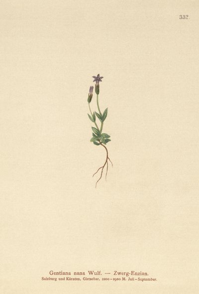 Genziana nana (Gentiana nana, Gentianella nana) da German School
