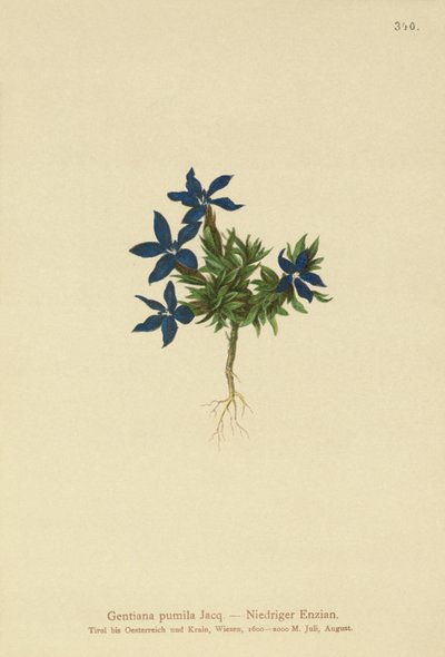 Genziana pumila (Gentiana pumila) da German School