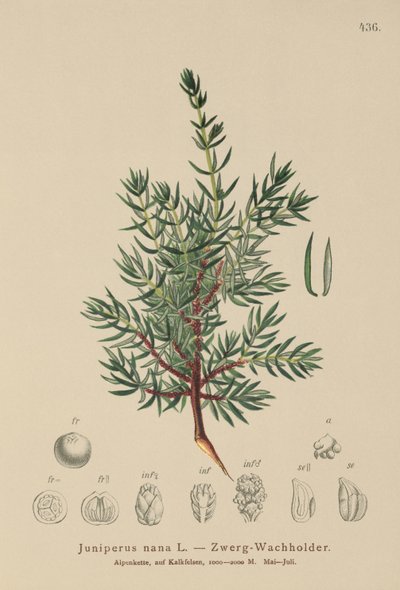 Juniperus nana, Juniperus communis subsp. nana, Juniperus communis var. saxatilis da German School