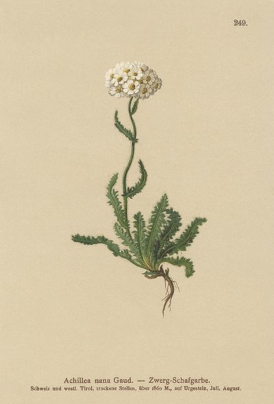 Milfoil nano da German School