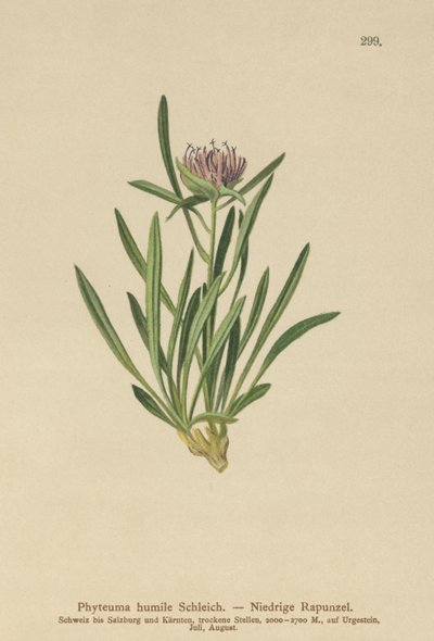 Raponzolo nano (Phyteuma humile) da German School