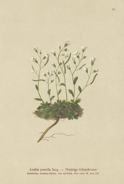 Arabetta nana (Arabis pumila) da German School