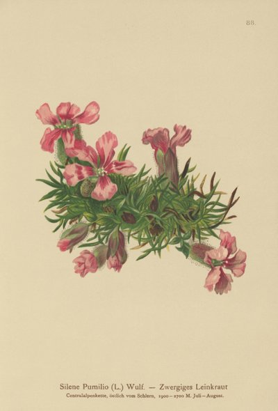 Silene Pumilio da German School