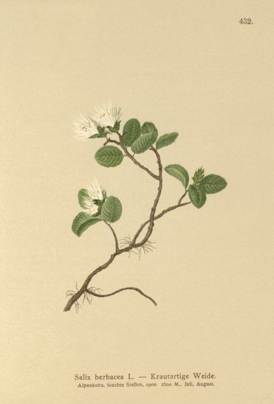 Salix herbacea da German School