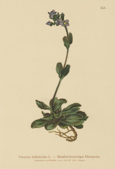 Veronica bellidioides da German School