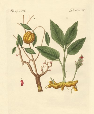Piante tintorie da German School