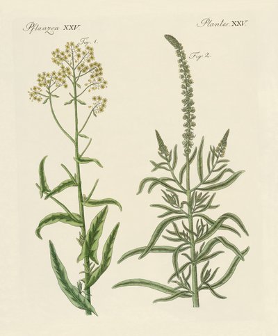 Piante tintorie da German School