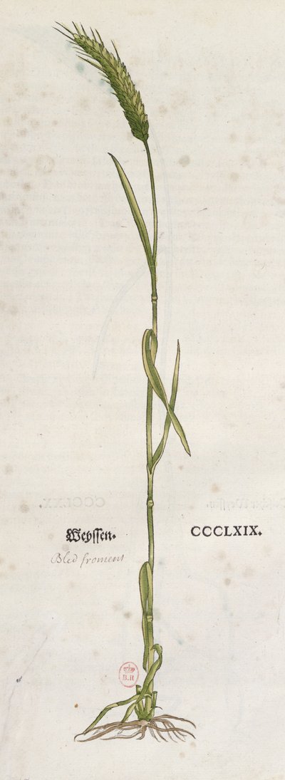 Spiga di grano, dall