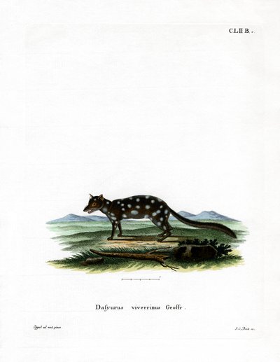 Quoll orientale da German School