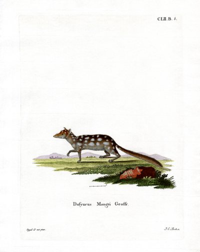 Quoll Orientale da German School
