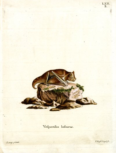 Pipistrello rosso orientale da German School