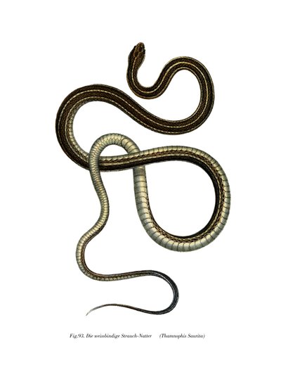 Serpente a nastro orientale da German School