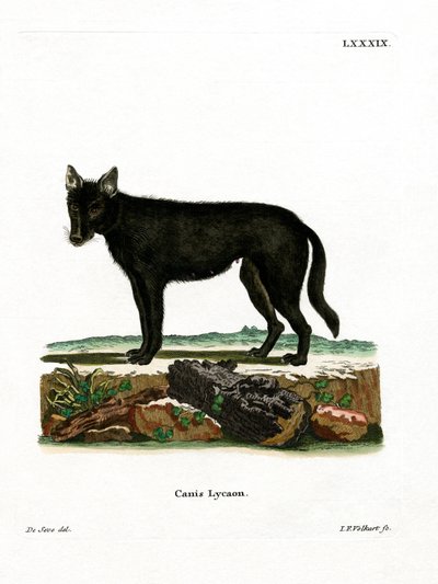 Lupo orientale da German School