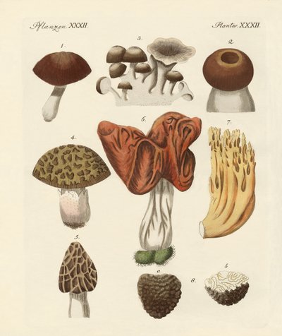 Funghi commestibili da German School