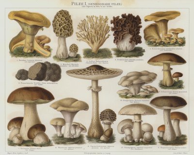 Funghi commestibili da German School