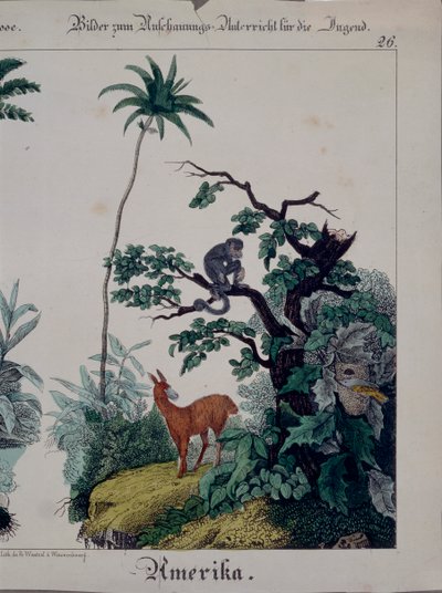 Poster educativo con flora e fauna del Sud America, lato destro, 1840 da German School