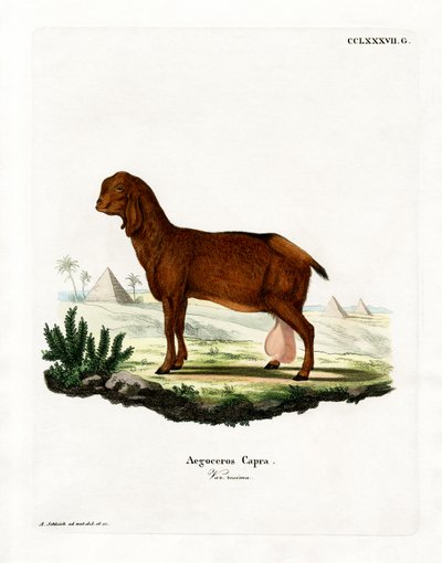 Capra egiziana da German School