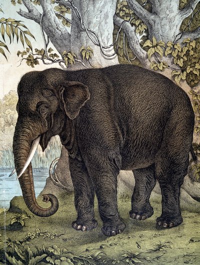 Elefante - in “Storia naturale dei mammiferi”, ed. Schreiber, Monaco da German School