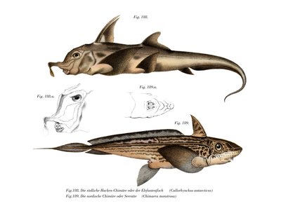 Pesce elefante da German School