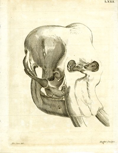 Teschio di elefante da German School