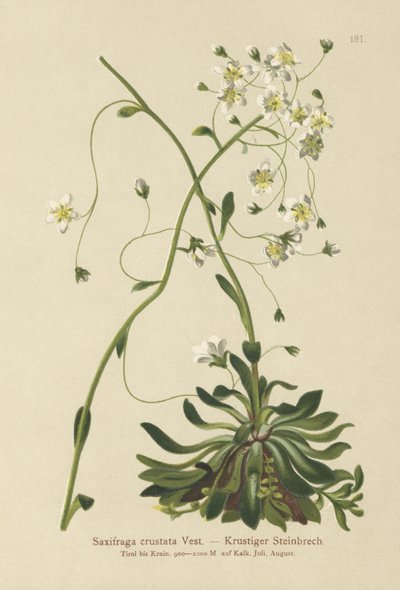 Sassifraga incrostata (Saxifraga crustata) da German School