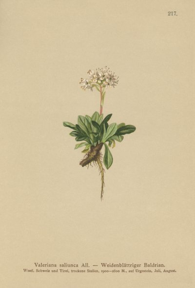 Valeriana a foglie intere da German School