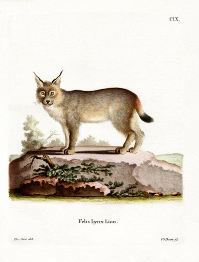 Lince Eurasiatica da German School