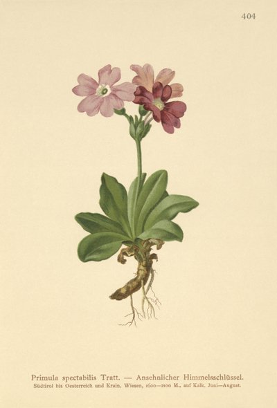 Primula alpina europea (Primula spectabilis, Auriculastrum primula) da German School