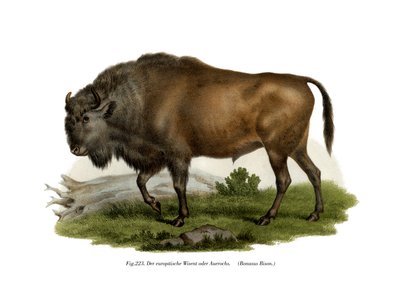 Bisonte europeo, 1860 da German School