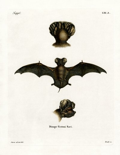 Pipistrello Europeo dalla Coda Libera da German School