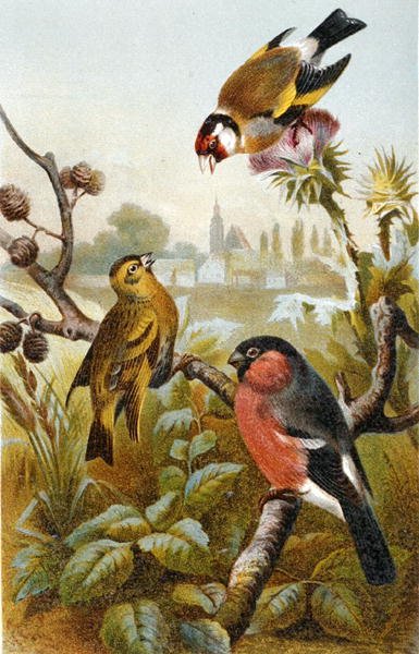 Cardellino europeo, Bulbul icterino e Ciuffolotto eurasiatico, tavola da "Brehm