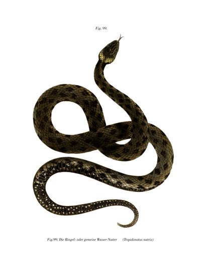 Serpente d