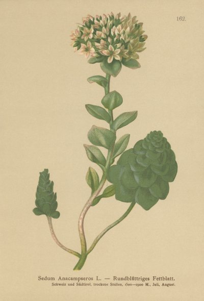 Orpine sempreverde (Sedum Anacampseros, Hylotelephium anacampseros) da German School