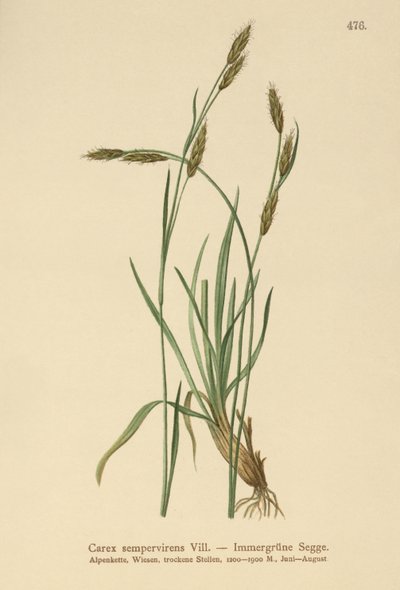 Carex sempervirens da German School