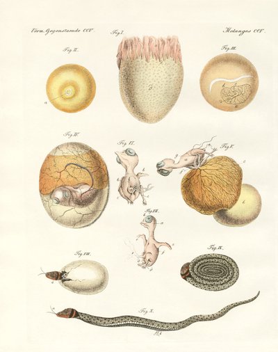 Evoluzione di galline, piccioni e serpenti dalle uova da German School