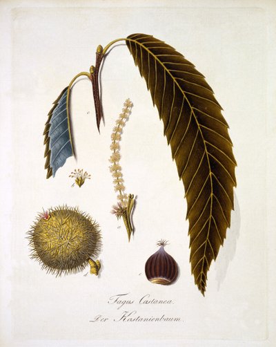 Fagus Castanea, da 