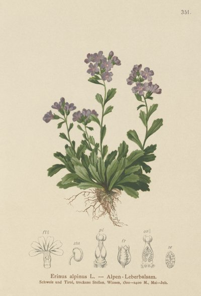 Erinus alpinus da German School