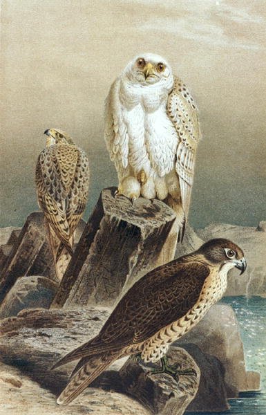 Falco, tavola da "Brehms Tierleben: Allgemeine Kunde des Tierreichs", vol.6, p.215, pubblicato da Bibliographisches Institut da German School