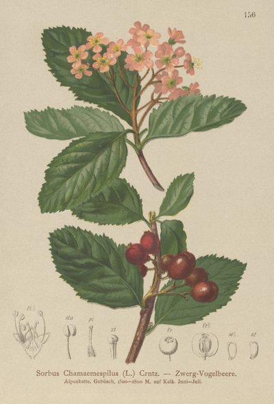 Sorbo falso nespolo (Sorbus chamaemespilus) da German School
