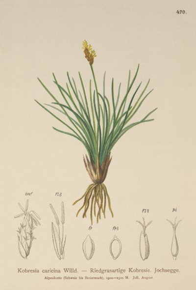 Kobresia simpliciuscula da German School
