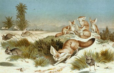 Fennec, tavola da "Brehms Tierleben: Allgemeine Kunde des Tierreichs", vol.2, p.202, pubblicato da Bibliographisches Institut da German School