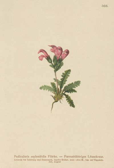 Pedicularis asplenifolia da German School