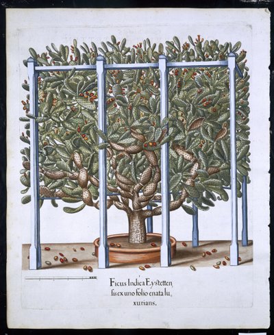 Ficus Indica Eystten da Hortus Eystettensis di Basil Besler (1561-1629) pubblicato nel 1613 da German School
