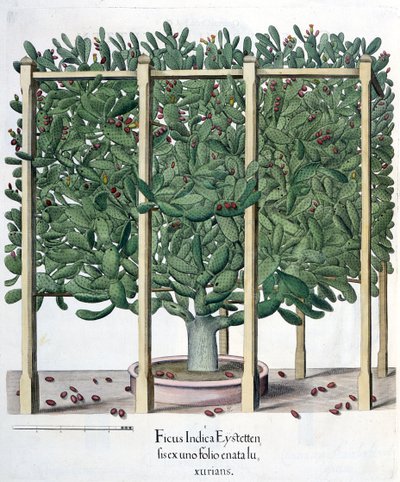 Ficus indica eystettensis, dal Hortus Eystettensis di Basil Besler, pub. 1613 da German School