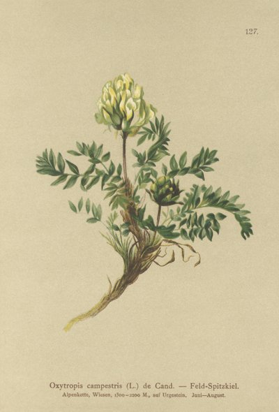Ossitropide dei campi (Oxytropis campestris) da German School