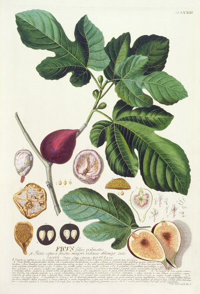 Fico, inciso da Johann Jakob Haid, tavola 73 da un libro botanico, pub. da Augustus Vind da German School