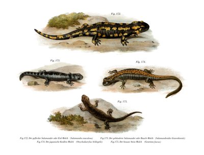 Salamandra pezzata da German School