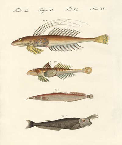 Pesce di forma strana da German School