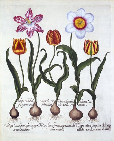 Cinque tulipani, da Hortus Eystettensis, di Basil Besler, pub. 1613 da German School