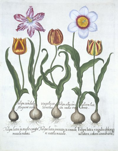 Cinque Tulipani, da Hortus Eystettensis, di Basil Besler (1561-1629) pubblicato nel 1613 da German School
